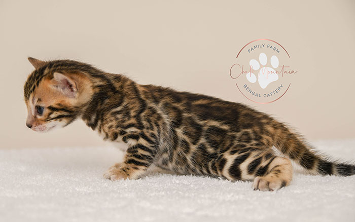 Bengal kitten for sale